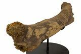 Fossil Hadrosaur (Edmontosaurus) Femur - Wyoming #382565-2